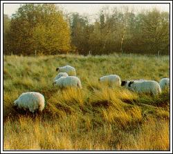 Sheep grazing