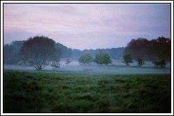 Misty heathland